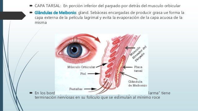 Patología De Los Parpados Patología De Los Parpados