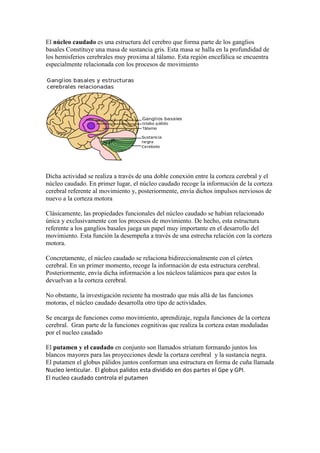 El núcleo caudado es una estructura del cerebro que forma parte de los ganglios
basales Constituye una masa de sustancia gris. Esta masa se halla en la profundidad de
los hemisferios cerebrales muy proxima al tálamo. Esta región encefálica se encuentra
especialmente relacionada con los procesos de movimiento
Dicha actividad se realiza a través de una doble conexión entre la corteza cerebral y el
núcleo caudado. En primer lugar, el núcleo caudado recoge la información de la corteza
cerebral referente al movimiento y, posteriormente, envía dichos impulsos nerviosos de
nuevo a la corteza motora
Clásicamente, las propiedades funcionales del núcleo caudado se habían relacionado
única y exclusivamente con los procesos de movimiento. De hecho, esta estructura
referente a los ganglios basales juega un papel muy importante en el desarrollo del
movimiento. Esta función la desempeña a través de una estrecha relación con la corteza
motora.
Concretamente, el núcleo caudado se relaciona bidireccionalmente con el córtex
cerebral. En un primer momento, recoge la información de esta estructura cerebral.
Posteriormente, envía dicha información a los núcleos talámicos para que estos la
devuelvan a la corteza cerebral.
No obstante, la investigación reciente ha mostrado que más allá de las funciones
motoras, el núcleo caudado desarrolla otro tipo de actividades.
Se encarga de funciones como movimiento, aprendizaje, regula funciones de la corteza
cerebral. Gran parte de la funciones cognitivas que realiza la corteza estan moduladas
por el nucleo caudado
El putamen y el caudado en conjunto son llamados striatum formando juntos los
blancos mayores para las proyecciones desde la cortaza cerebral y la sustancia negra.
El putamen el globus pálidos juntos conforman una estructura en forma de cuña llamada
Nucleo lenticular. El globus palidos esta dividido en dos partes el Gpe y GPI.
El nucleo caudado controla el putamen
 