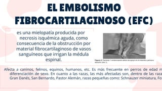 es una mielopatía producida por
necrosis isquémica aguda, como
consecuencia de la obstrucción por
material fibrocartilaginoso de vasos
sanguíneos que irrigan la médula
espinal.
Afecta a caninos, felinos, equinos, humanos, etc. Es más frecuente en perros de edad m
diferenciación de sexo. En cuanto a las razas, las más afectadas son, dentro de las raza
Gran Danés, San Bernardo, Pastor Alemán, razas pequeñas como: Schnauzer miniatura, Fox
 