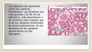  Los capilares del glomérulo
renal son capilares
fenestrados. Las fenestras son
más grandes (70-90 nm de
diámetro), más abundantes y
de contorno más irregular que
el de los capilares fenestrados
de otras localizaciones. En las
fenestras de los capilares
glomerulares no hay
diafragma.
 
