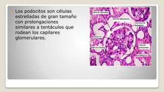 Los podocitos son células
estrelladas de gran tamaño
con prolongaciones
similares a tentáculos que
rodean los capilares
glomerulares.
 