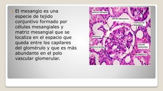  El mesangio es una
especie de tejido
conjuntivo formado por
células mesangiales y
matriz mesangial que se
localiza en el espacio que
queda entre los capilares
del glomérulo y que es más
abundante en el polo
vascular glomerular.
 