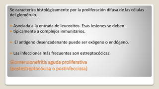 Glomerulonefritis aguda proliferativa
(postestreptocócica o postinfecciosa)
Se caracteriza histológicamente por la proliferación difusa de las células
del glomérulo.
 Asociada a la entrada de leucocitos. Esas lesiones se deben
 típicamente a complejos inmunitarios.
 El antígeno desencadenante puede ser exógeno o endógeno.
 Las infecciones más frecuentes son estreptocócicas.
 