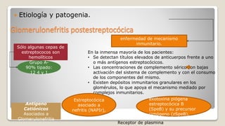 Glomerulonefritis postestreptocócica
 Etiología y patogenia.
Sólo algunas cepas de
estreptococos son
hemolíticos
Grupo A-
90% tipado:
12 4 y 1
enfermedad de mecanismo
inmunitario.
En la inmensa mayoría de los pacientes:
• Se detectan títulos elevados de anticuerpos frente a uno
o más antígenos estreptocócicos.
• Las concentraciones de complemento sérico son bajas
activación del sistema de complemento y con el consumo
de los componentes del mismo.
• Existen depósitos inmunitarios granulares en los
glomérulos, lo que apoya el mecanismo mediado por
complejos inmunitarios.
Antígeno
Catiónicos
Asociados a
Glomerulonefritis
Estreptocócica
asociado a
nefritis (NAPIr),
exotoxina piógena
estreptocócica B
(SpeB) y su precursor
cimógeno (zSpeB),
Receptor de plasmina
 