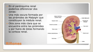 Riñones
 En el parénquima renal
podemos diferenciar dos
zonas:
 Una más oscura formada por
las pirámides de Malpighi que
constituyen la médula renal.
 Otra zona más clara que se
encuentra entre las pirámides
y por fuera de éstas formando
la corteza renal.
 