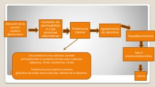Fisiopatología
Alteración de las
paredes
capilares
glomerulares
Aumento de
permeabilida
d a las
proteínas
plásmaticas
Proteinuria
masiva
Agotamiento
de abúmina
Hipoalbuminemia
Baja la
presióncoloidosmótica
Edema
Una proteinuria muy selectiva consiste
principalmente en proteínas de bajo peso molecular
(albúmina, 70 kD; transferrina, 76 kD)
Proteinuria poco selectiva contiene
globulinas de mayor peso molecular, además de la albúmina.
 