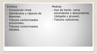Corteza
 Corpúsculo renal.
 Glomérulos y cápsula de
Bowman.
 Túbulos contorneados
proximales.
 Túbulos contorneados
distales.
Medula
 Asa de henle: rama
ascendente y descendente
(delgada y gruesa).
 Túbulos colectores.
 