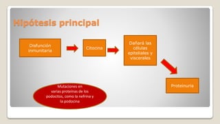 Hipótesis principal
Dañará las
células
epiteliales y
viscerales
Citocina
Disfunción
inmunitaria
ProteinuriaMutaciones en
varias proteínas de los
podocitos, como la nefrina y
la podocina
 