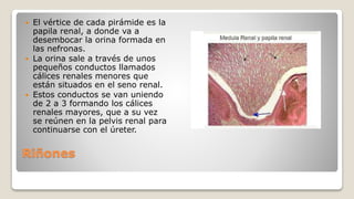 Riñones
 El vértice de cada pirámide es la
papila renal, a donde va a
desembocar la orina formada en
las nefronas.
 La orina sale a través de unos
pequeños conductos llamados
cálices renales menores que
están situados en el seno renal.
 Estos conductos se van uniendo
de 2 a 3 formando los cálices
renales mayores, que a su vez
se reúnen en la pelvis renal para
continuarse con el úreter.
 
