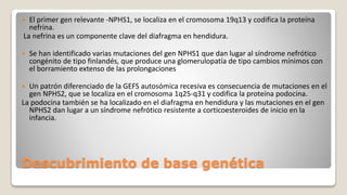 Descubrimiento de base genética
 El primer gen relevante -NPHS1, se localiza en el cromosoma 19q13 y codifica la proteína
nefrina.
La nefrina es un componente clave del diafragma en hendidura.
 Se han identificado varias mutaciones del gen NPHS1 que dan lugar al síndrome nefrótico
congénito de tipo finlandés, que produce una glomerulopatía de tipo cambios mínimos con
el borramiento extenso de las prolongaciones
 Un patrón diferenciado de la GEFS autosómica recesiva es consecuencia de mutaciones en el
gen NPHS2, que se localiza en el cromosoma 1q25-q31 y codifica la proteína podocina.
La podocina también se ha localizado en el diafragma en hendidura y las mutaciones en el gen
NPHS2 dan lugar a un síndrome nefrótico resistente a corticoesteroides de inicio en la
infancia.
 