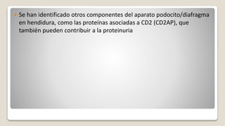  Se han identificado otros componentes del aparato podocito/diafragma
en hendidura, como las proteínas asociadas a CD2 (CD2AP), que
también pueden contribuir a la proteinuria
 