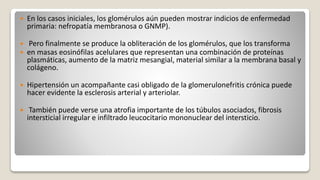  En los casos iniciales, los glomérulos aún pueden mostrar indicios de enfermedad
primaria: nefropatía membranosa o GNMP).
 Pero finalmente se produce la obliteración de los glomérulos, que los transforma
 en masas eosinófilas acelulares que representan una combinación de proteínas
plasmáticas, aumento de la matriz mesangial, material similar a la membrana basal y
colágeno.
 Hipertensión un acompañante casi obligado de la glomerulonefritis crónica puede
hacer evidente la esclerosis arterial y arteriolar.
 También puede verse una atrofia importante de los túbulos asociados, fibrosis
intersticial irregular e infiltrado leucocitario mononuclear del intersticio.
 