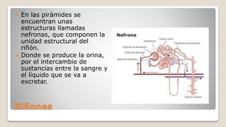 Riñones
 En las pirámides se
encuentran unas
estructuras llamadas
nefronas, que componen la
unidad estructural del
riñón.
 Donde se produce la orina,
por el intercambio de
sustancias entre la sangre y
el líquido que se va a
excretar.
 