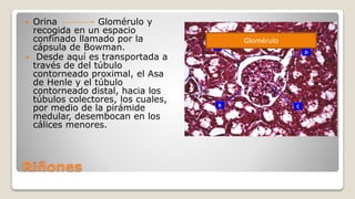 Riñones
 Orina Glomérulo y
recogida en un espacio
confinado llamado por la
cápsula de Bowman.
 Desde aquí es transportada a
través de del túbulo
contorneado proximal, el Asa
de Henle y el túbulo
contorneado distal, hacia los
túbulos colectores, los cuales,
por medio de la pirámide
medular, desembocan en los
cálices menores.
Glomérulo
 