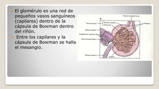 El glomérulo es una red de
pequeños vasos sanguíneos
(capilares) dentro de la
cápsula de Bowman dentro
del riñón.
 Entre los capilares y la
cápsula de Bowman se halla
el mesangio.
 