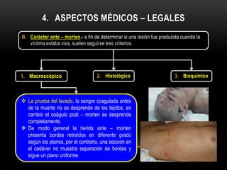 4. ASPECTOS MÉDICOS – LEGALES
B. Carácter ante – morten.- a fin de determinar si una lesión fue producida cuando la
   víctima estaba viva, suelen seguirse tres criterios.




1. Macroscópico                    2. Histológico                       3. Bioquímico



 La prueba del lavado, la sangre coagulada antes
  de la muerte no se desprende de los tejidos, en
  cambio el coágulo post – morten se desprende
  completamente.
 De modo general la herida ante – morten
  presenta bordes retraídos en diferente grado
  según los planos, por el contrario, una sección en
  el cadáver no muestra separación de bordes y
  sigue un plano uniforme.
 