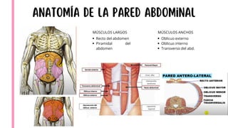 Comprehensive Overview of Hernia Pathology and Abdominal Wall Anatomy | PDF