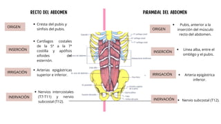 Comprehensive Overview of Hernia Pathology and Abdominal Wall Anatomy | PDF