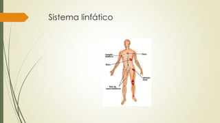 Sistema linfático
 