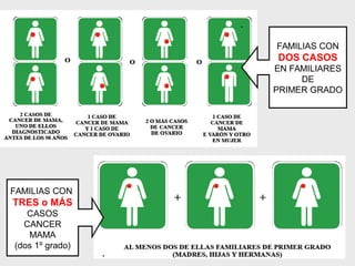 FAMILIAS CON
TRES o MÁS
CASOS
CANCER
MAMA
(dos 1º grado)
FAMILIAS CON
DOS CASOS
EN FAMILIARES
DE
PRIMER GRADO
 