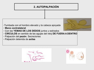 2. AUTOPALPACIÓN
-Tumbada con el hombro elevado y la cabeza apoyada
- Mano contralateral
- Con las YEMAS DE LOS DEDOS juntos y estirados
- CIRCULOS en sentido de las agujas del reloj DE FUERA A DENTRO
- Palpación del pezón. Secreciones
- Palpación detenida de axilas
 