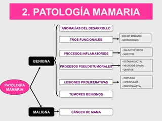 2. PATOLOGÍA MAMARIA
PATOLOGÍA
MAMARIA
MALIGNA
BENIGNA
ANOMALÍAS DEL DESARROLLO
TNOS FUNCIONALES
PROCESOS INFLAMATORIOS
PROCESOS PSEUDOTUMORALES
LESIONES PROLIFERATIVAS
TUMORES BENIGNOS
CÁNCER DE MAMA
- DOLOR MAMARIO
- SECRECIONES
- GALACTOFORITIS
- MASTITIS
- ECTASIA DUCTAL
- NECROSIS GRASA
- QUISTES
- DISPLASIA
- HIPERPLASIA
- GINECOMASTIA
 