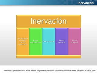 Inervación

Inervación
Del segundo
al sexto
nervio
intercostal

Rama
Plexo cervical
subclavicular

Ramas
torácicas

Plexo
braquial

Manual de Exploración Clínica de las Mamas. Programa de prevención y control del cáncer de mama. Secretaria de Salud, 2005.

 
