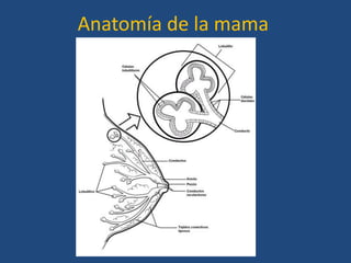 Anatomía de la mama
 