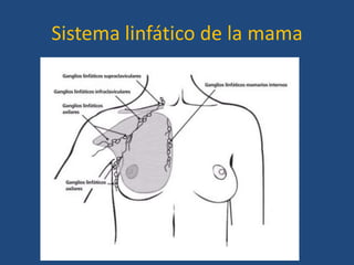 Sistema linfático de la mama
 