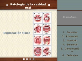 Patología de la cavidad 
oral 
Estructura y función. 
Exploración física 1. Sensitiva 
2. Protección 
3. Nutrición 
4. Sensorial 
5. Comunicació 
n 
6. Defensiva 
 
