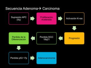 Secuencia Adenoma Carcinoma 
Supresión APC 
(5q) 
Proliferación 
Acelerada 
Activación K-ras 
Progresión 
Perdida DCC 
18q21 
Perdida de la 
Diferenciación 
Perdida p53 17p Adenocarcinoma 
 