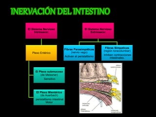 El Sistema Nervioso 
Intrínseco: 
Plexo Entérico 
El Plexo submucoso 
(de Meissner) 
Sensitivo 
El Plexo Mientérico 
(de Auerbach) 
peristaltismo intestinal 
Motor 
El Sistema Nervioso 
Extrínseco: 
Fibras Parasimpáticas 
(nervio vago) 
Activan el peristaltismo 
Fibras Simpaticas 
(región toracolumbar) 
Inhiben contracciones 
intestinales. 
 