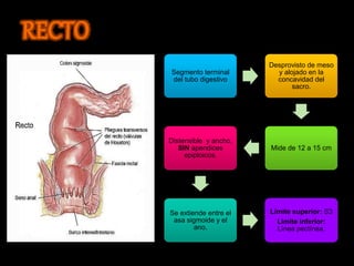 Segmento terminal 
del tubo digestivo 
Desprovisto de meso 
y alojado en la 
concavidad del 
sacro. 
Mide de 12 a 15 cm 
Distensible y ancho, 
SIN apendices 
epiploicos. 
Se extiende entre el 
asa sigmoide y el 
ano. 
Límite superior: S3 
Límite inferior: 
Línea pectínea. 
 
