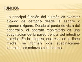 FUNCIÓN 
La principal función del pulmón es excretar 
dióxido de carbono desde la sangre y 
reponer oxigeno. Desde el punto de vista del 
desarrollo, el aparato respiratorio es una 
evaginación de la pared ventral del intestino 
anterior. En la tráquea, que esta en la línea 
media, se forman dos evaginaciones 
laterales, los esbozos pulmonares. 
 