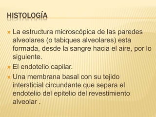 HISTOLOGÍA 
 La estructura microscópica de las paredes 
alveolares (o tabiques alveolares) esta 
formada, desde la sangre hacia el aire, por lo 
siguiente. 
 El endotelio capilar. 
 Una membrana basal con su tejido 
intersticial circundante que separa el 
endotelio del epitelio del revestimiento 
alveolar . 
 