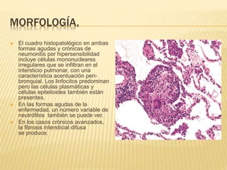 MORFOLOGÍA. 
 El cuadro histopatológico en ambas 
formas agudas y crónicas de 
neumonitis por hipersensibilidad 
incluye células mononucleares 
irregulares que se infiltran en el 
intersticio pulmonar, con una 
característica acentuación peri-bronquial. 
Los linfocitos predominan 
pero las células plasmáticas y 
células epitelioides también están 
presentes. 
 En las formas agudas de la 
enfermedad, un número variable de 
neutrófilos también se puede ver. 
 En los casos crónicos avanzados, 
la fibrosis intersticial difusa 
se produce. 
 