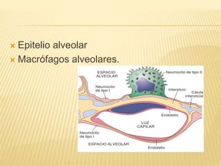  Epitelio alveolar 
 Macrófagos alveolares. 
 