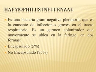 HAEMOPHILUS INFLUENZAE 
 Es una bacteria gram negativa pleomorfa que es 
la causante de infecciones graves en el tracto 
respiratorio. Es un germen colonizador que 
mayormente se ubica en la faringe, en dos 
formas: 
 Encapsulado (5%) 
 No Encapsulado (95%) 
 