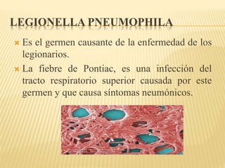 LEGIONELLA PNEUMOPHILA 
 Es el germen causante de la enfermedad de los 
legionarios. 
 La fiebre de Pontiac, es una infección del 
tracto respiratorio superior causada por este 
germen y que causa síntomas neumónicos. 
 