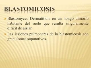 BLASTOMICOSIS 
 Blastomyces Dermatitidis en un hongo dimorfo 
habitante del suelo que resulta singularmente 
difícil de aislar. 
 Las lesiones pulmonares de la blastomicosis son 
granulomas supurativos. 
 