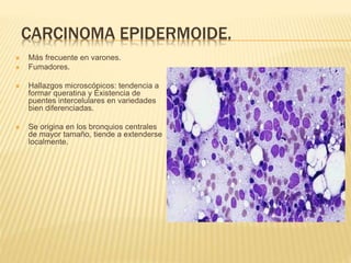 CARCINOMA EPIDERMOIDE. 
 Más frecuente en varones. 
 Fumadores. 
 Hallazgos microscópicos: tendencia a 
formar queratina y Existencia de 
puentes intercelulares en variedades 
bien diferenciadas. 
 Se origina en los bronquios centrales 
de mayor tamaño, tiende a extenderse 
localmente. 
 