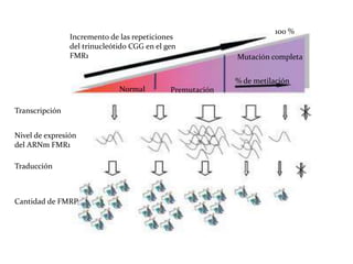 Incremento de las repeticiones
del trinucleótido CGG en el gen
FMR1

100 %
Mutación completa

% de metilación
Normal

Transcripción
Nivel de expresión
del ARNm FMR1

Traducción

Cantidad de FMRP

Premutación

 