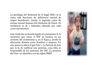 La patología del Síndrome de X frágil (SXF) es la
causa más frecuente de deficiencia mental de
origen hereditario, siendo la segunda causa de
retraso mental después del Síndrome de Down. Su
incidencia es de 1 individuo afectado por cada
4.000 nacimientos.
Este síndrome se hereda ligado al cromosoma X, la
mutación que causa el SXF se localiza en un
extremo del cromosoma x, en el Xq27.3, siendo la
afectación distinta entre hombres y mujeres. En
este punto se ubica el gen Fmr-1. La función de éste
gen es la de codificar una proteína, cuya falta es
responsable de los síntomas del SXF. La proteína
del Fmr-1 se identifica con las siglas FMRP.

 