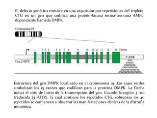 El defecto genético consiste en una expansión por repeticiones del triplete
CTG en un gen que codifica una proteín-kinasa serina-treonina AMPc
dependiente llamada DMPK.

Estructura del gen DMPK localizado en el cromosoma 19. Las cajas verdes
simbolizan los 15 exones que codifican para la proteína DMPK. La flecha
indica el sitio de inicio de la transcripción del gen. Cuando la región 3´-no
traducida (3´-UTR), la cual contiene los repetidos CTG, sobrepasa los 40
repetidos se comienzan a observar las manifestaciones clínicas de la distrofia
miotónica.

 