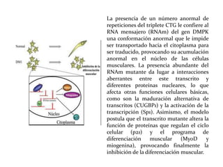 La presencia de un número anormal de
repeticiones del triplete CTG le confiere al
RNA mensajero (RNAm) del gen DMPK
una conformación anormal que le impide
ser transportado hacia el citoplasma para
ser traducido, provocando su acumulación
anormal en el núcleo de las células
musculares. La presencia abundante del
RNAm mutante da lugar a interacciones
aberrantes entre este transcrito y
diferentes proteínas nucleares, lo que
afecta otras funciones celulares básicas,
como son la maduración alternativa de
transcritos (CUGBP1) y la activación de la
transcripción (Sp1). Asimismo, el modelo
postula que el transcrito mutante altera la
función de proteínas que regulan el ciclo
celular (p21) y el programa de
diferenciación
muscular
(MyoD
y
miogenina), provocando finalmente la
inhibición de la diferenciación muscular.

 