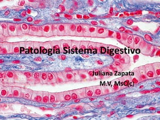 Patología Sistema Digestivo
Juliana Zapata
M.V, MsC(c)
 