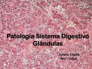 Patología Sistema Digestivo
Glándulas
Juliana Zapata
M.V , UdeA.
 