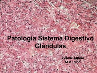 Patología Sistema Digestivo
Glándulas
Juliana Zapata
M.V , MSc.
 