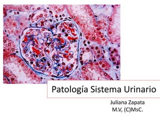 Patología Sistema Urinario
Juliana Zapata
M.V, (C)MsC.
 