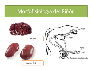 Patología Veterinaria, Sistema Urinario | PPTX